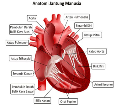 Hasil gambar untuk sistem jantung