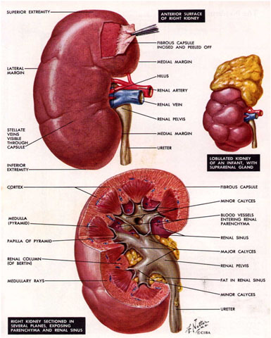 55 Gambar Organ Ginjal Beserta Bagiannya Paling Bagus